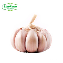 Factory supply fresh Shandong garlic of garlic 2021 crop